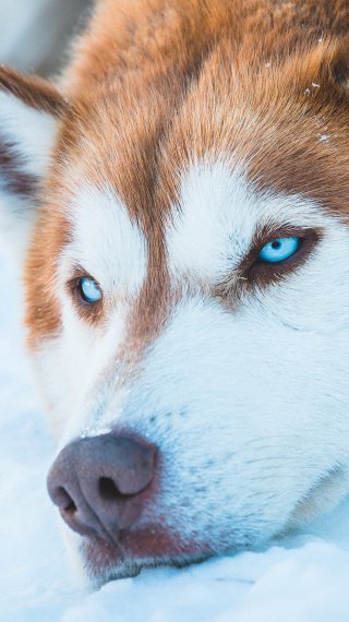 Husky siberiano en la nieve Fondo de pantalla