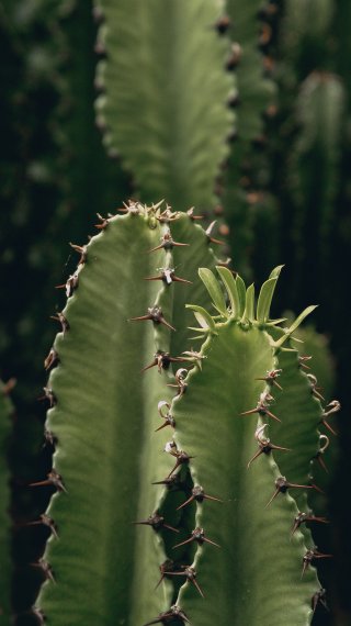 Muchos cactus con espinas Fondo de pantalla