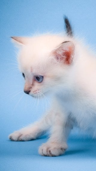 Kitten Fondo ID:40