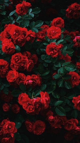 Bush of Roses Wallpaper