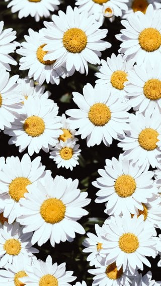 Chamomille flowers Wallpaper