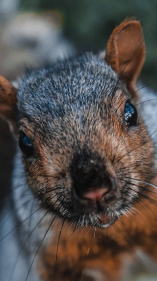 Squirrel up close Wallpaper