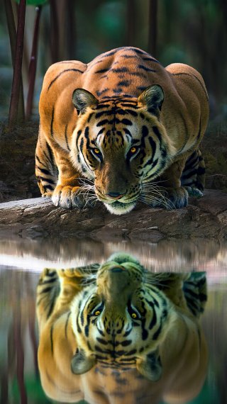Tiger Fondo ID:4556
