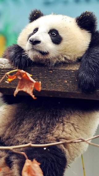 Panda agarrado de una rama Fondo de pantalla
