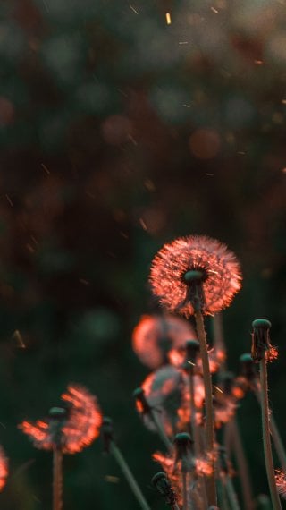 Dandelion in field in the sunlight Wallpaper