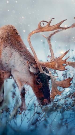 Reindeer with a child in snow Wallpaper