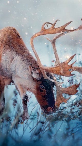 Reno con un niño en la nieve Fondo de pantalla