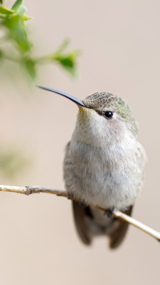 Hummingbird in a branch Wallpaper