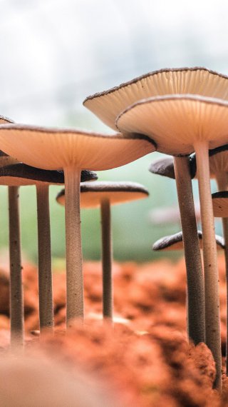 White Mushroom Wallpaper