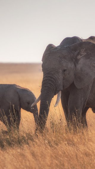 Mother and baby elephant Wallpaper