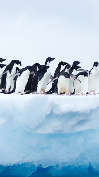 Penguins in Antartica Wallpaper