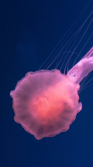 Jellyfish Wallpaper ID:5796