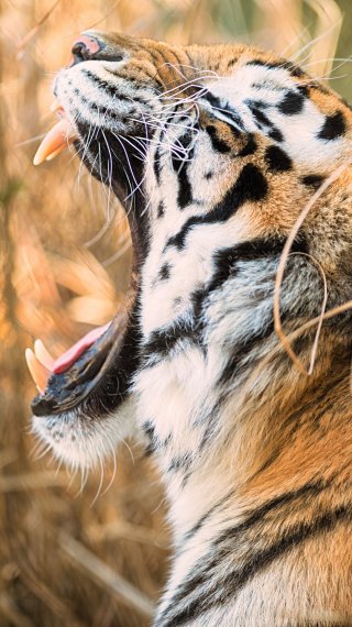 Tiger Wallpaper ID:5801