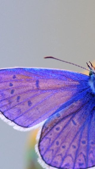 Butterfly Fondo ID:5805