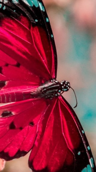 Butterfly Fondo ID:5811