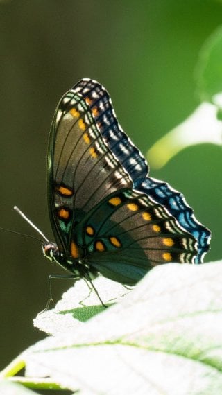 Butterfly Fondo ID:5812