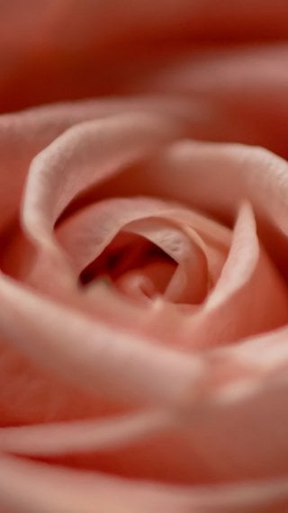 Rose Wallpaper ID:6505