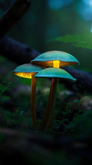 Mushromms glowing Wallpaper
