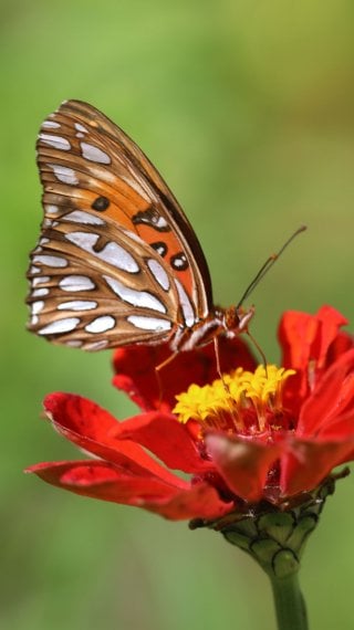 Butterfly Fondo ID:6536