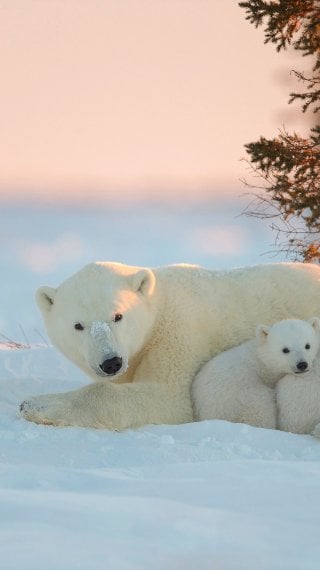 Polar Bear with baby bears Wallpaper