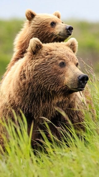 Oso padre y oso hijo Fondo de pantalla