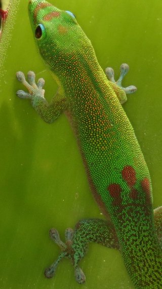 Geco verde Fondo de pantalla