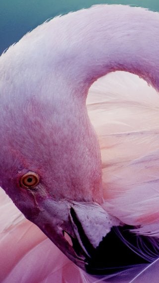 Flamingo Wallpaper