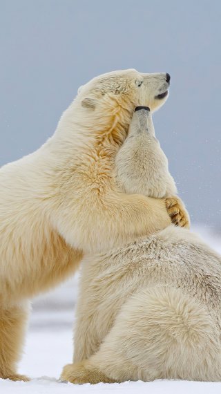 Polar bears hugging Wallpaper