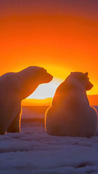 Two polar bears watching sunset Wallpaper