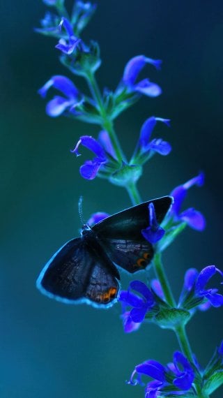 Butterfly Fondo ID:7271
