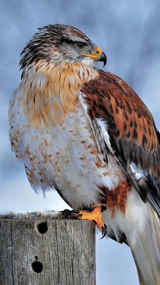 Hawk in snowy scenery Wallpaper