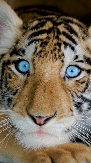 Tiger Wallpaper ID:7280