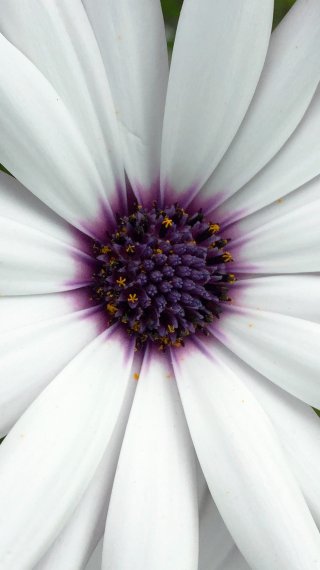 White daisies with purple Wallpaper