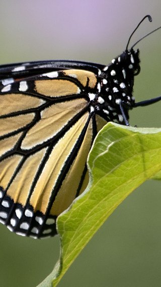 Butterfly Wallpaper ID:8115