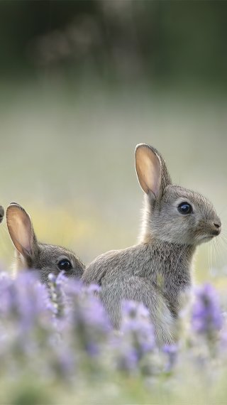 Gray bunnies Wallpaper