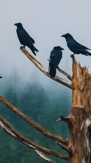 Crows in tree Wallpaper