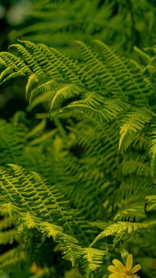 Hojas verdes Fondo de pantalla
