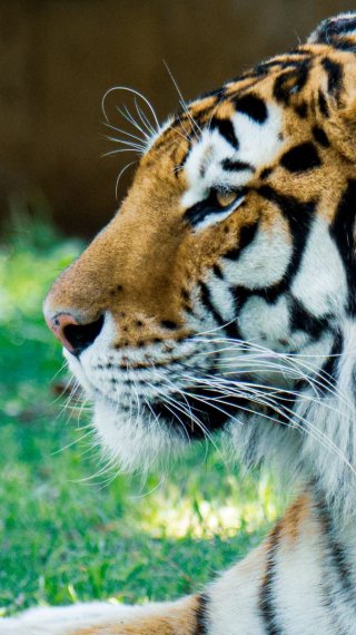 Tiger Wallpaper ID:9192