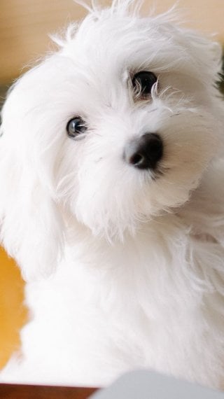 Perro el sala Fondo de pantalla