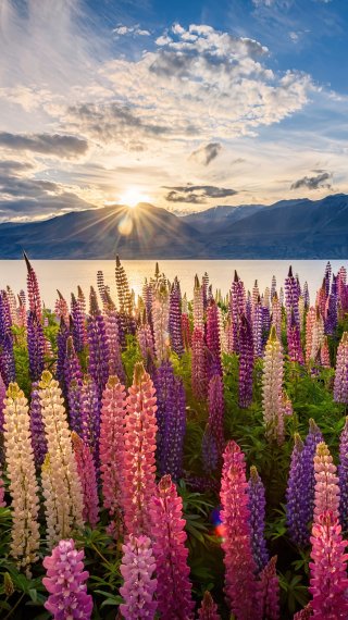 Lupine field in New Zeland Wallpaper