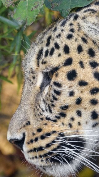 Leopardo Fondo ID:9475