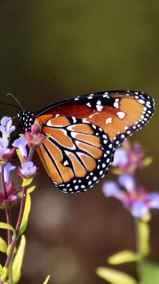 Butterfly Fondo ID:9497