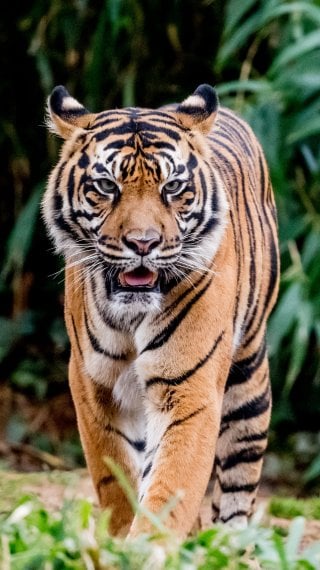 Tiger Wallpaper ID:9502