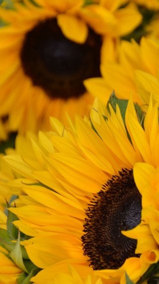 Sunflower Fondo ID:9803
