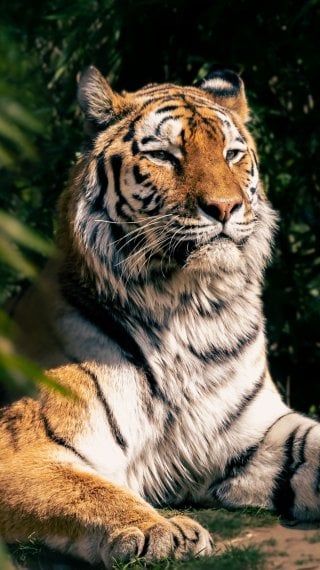 Tigre Wallpaper ID:9826