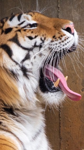 Tigre Wallpaper ID:9829