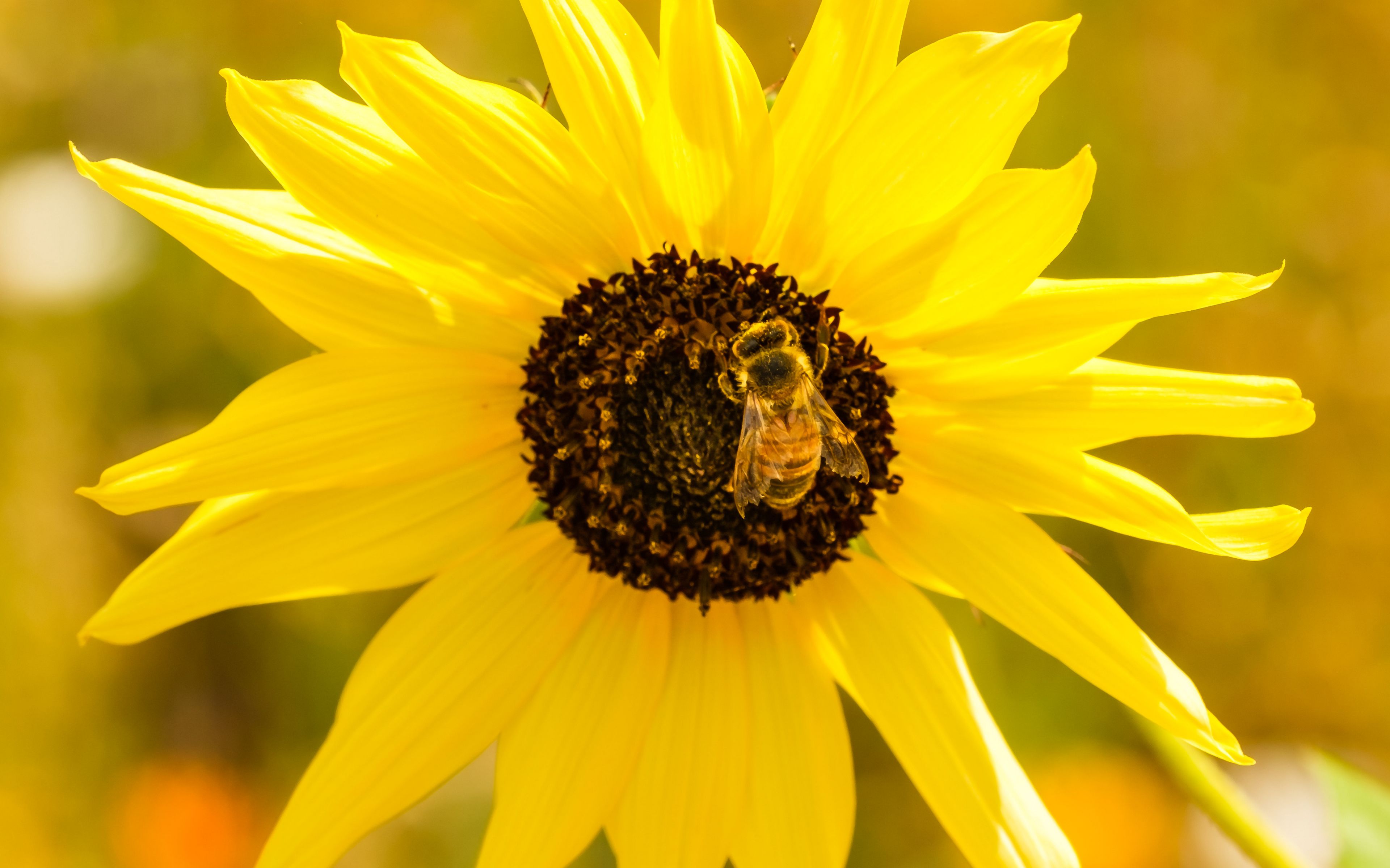 Wallpaper Bee over sunflower