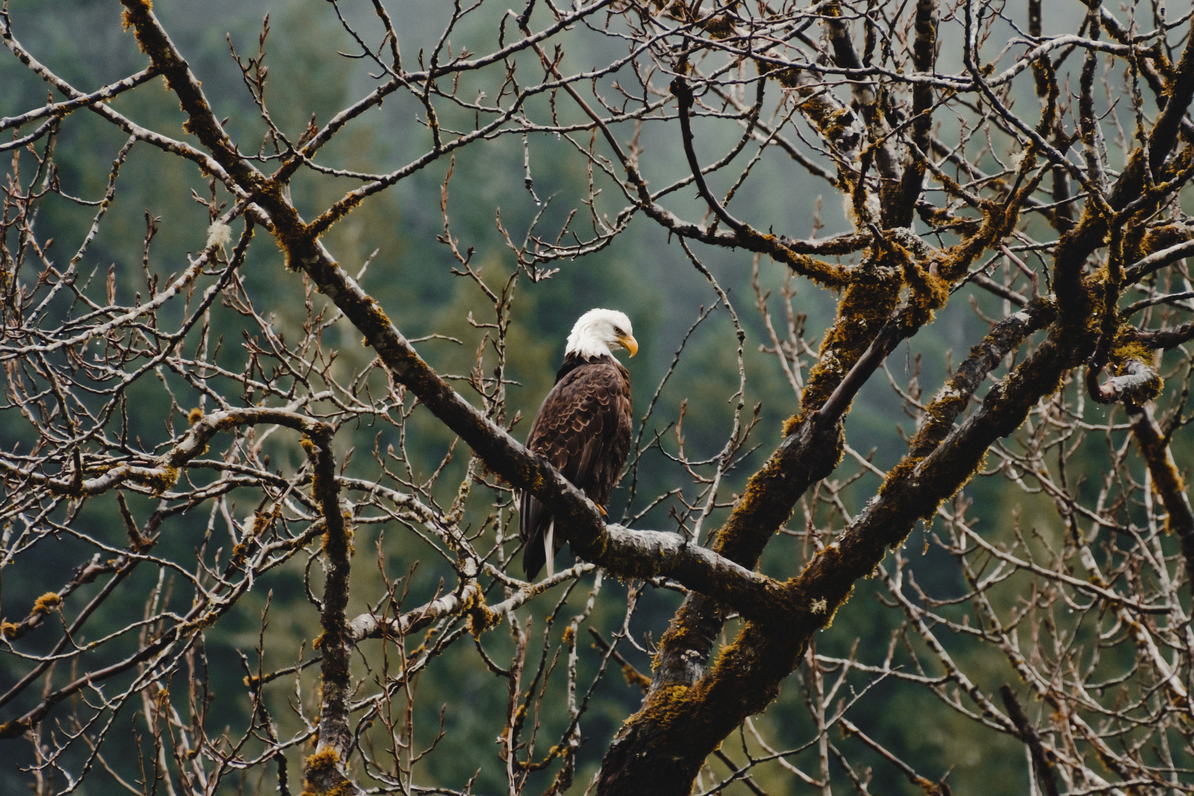 Wallpaper Eagle on tree