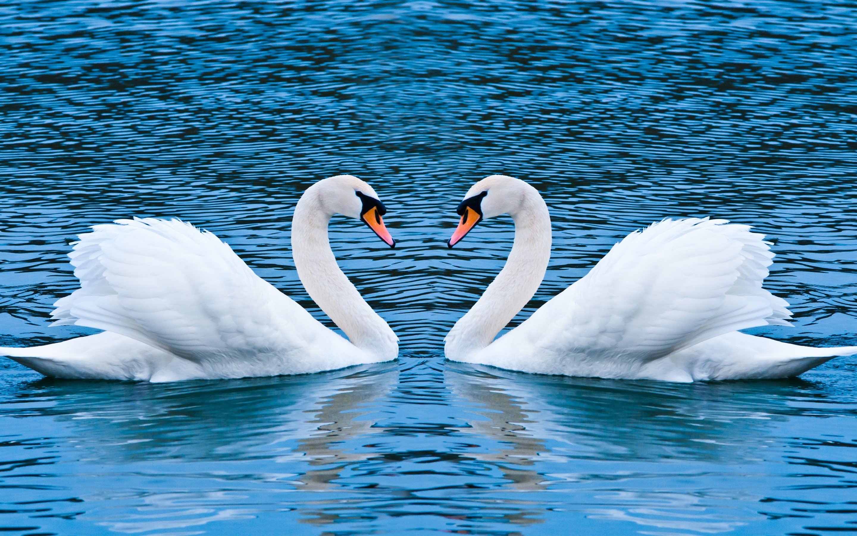 Wallpaper Love of swans