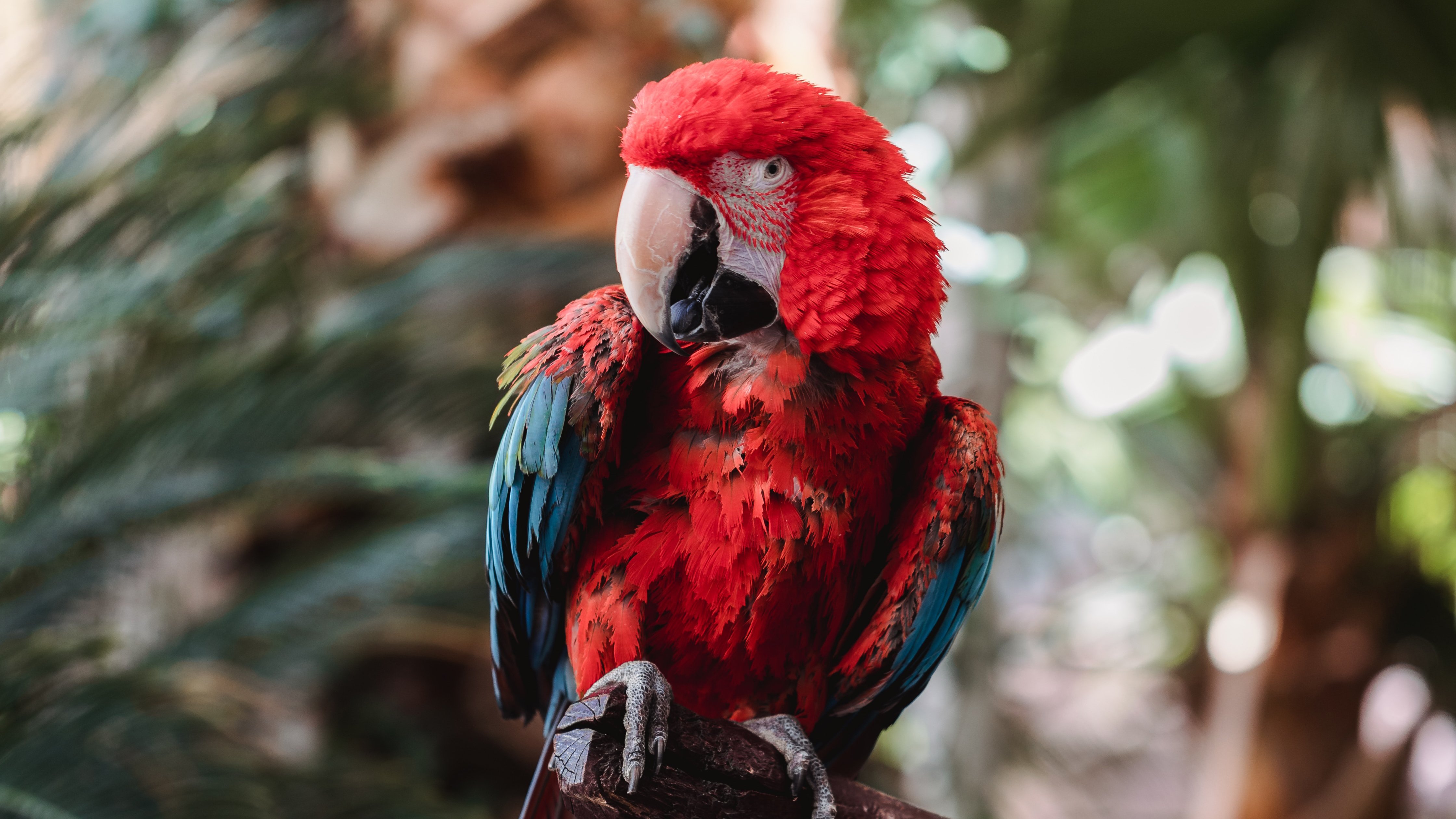Wallpaper Macaw